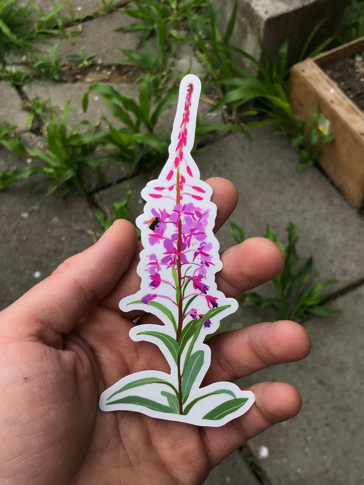 Fireweed Sticker