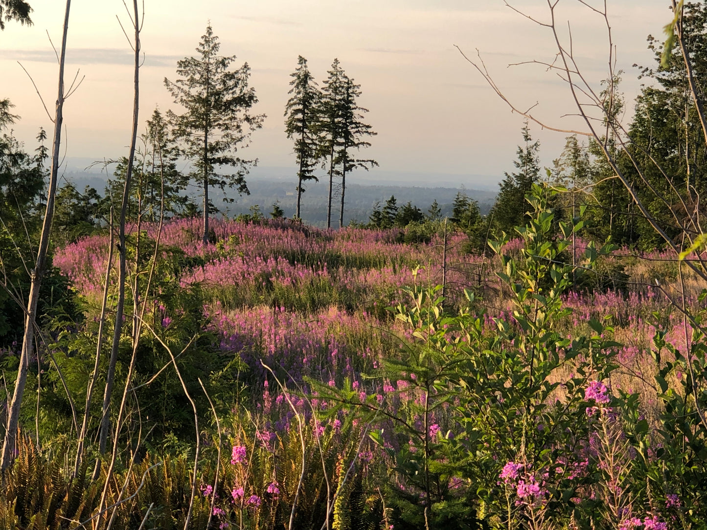 Fireweed Sticker