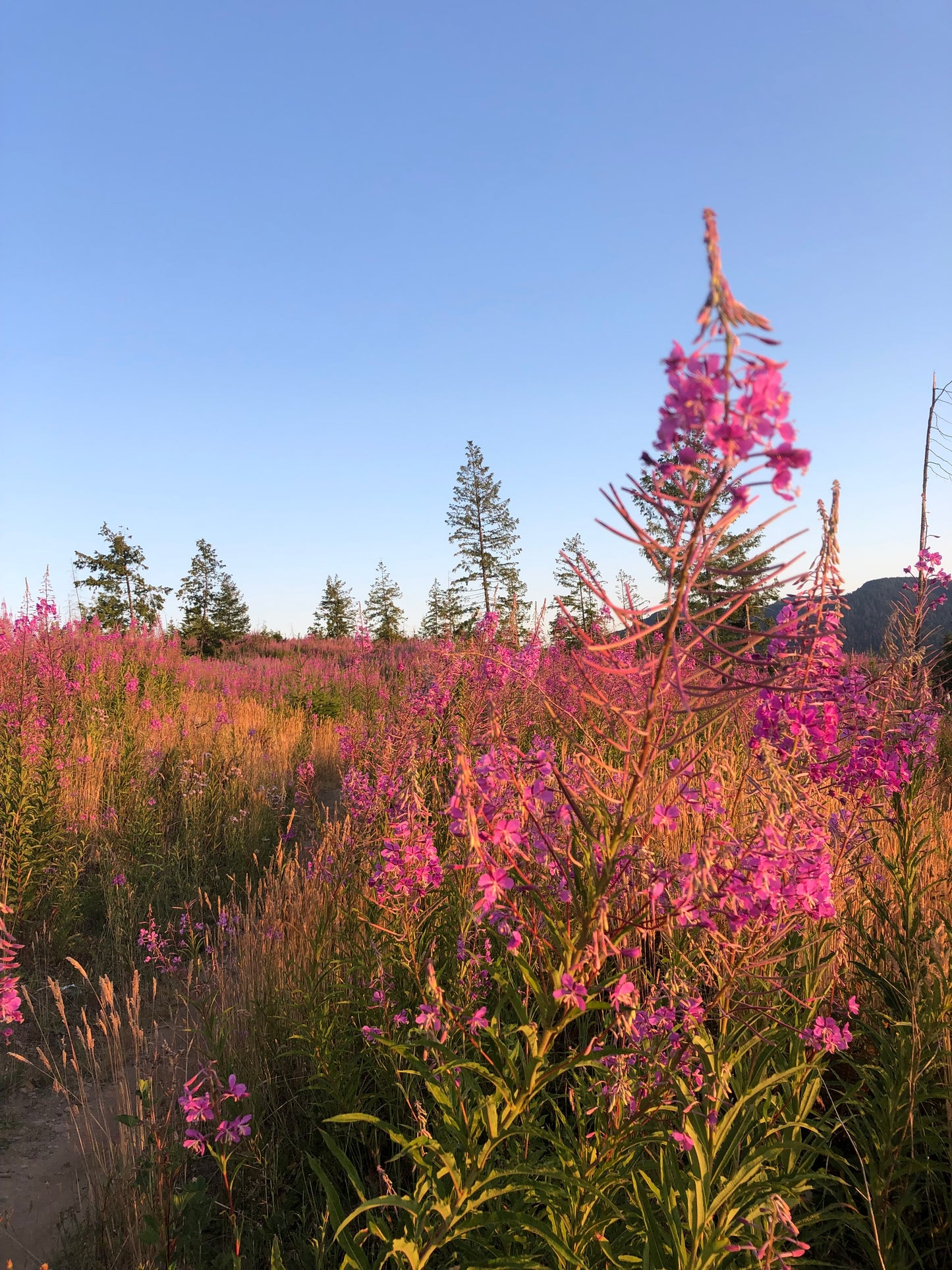 Fireweed Sticker